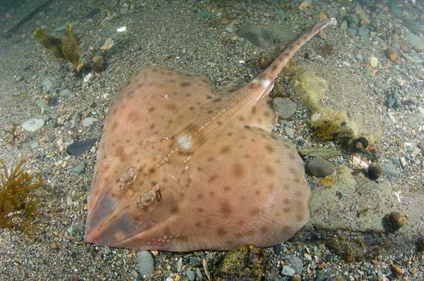 Smooth Skate Pictures And Information Images Of Malacoraja Senta